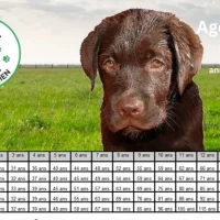 Age Chien En Humain : Guide Simple et Rapide